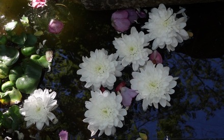 Le jardin du 16 bis - 2013